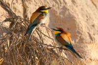 Ancienne Gravière de Colliare à Penthaz